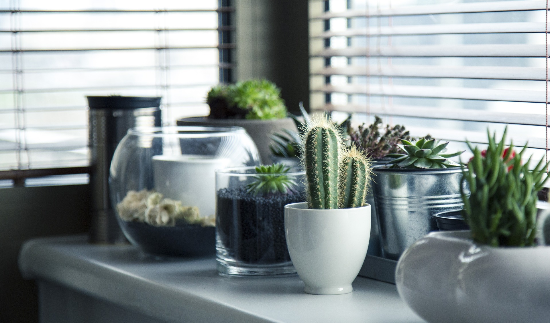 7 Plantas que exigem pouco cuidado para ter em casa